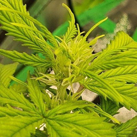 00 seed-Nort.Light-Direct Supersoil-AUTO growlog timeline photo