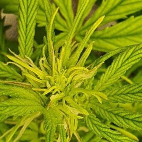 00 seed-Nort.Light-Direct Supersoil-AUTO growlog timeline photo