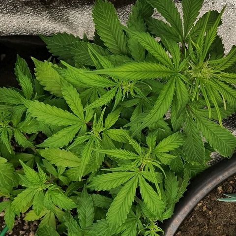 00 seed-Nort.Light-Direct Supersoil-AUTO growlog timeline photo