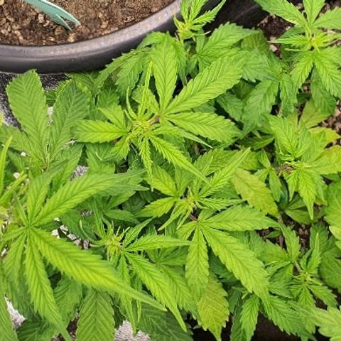 00 seed-Nort.Light-Direct Supersoil-AUTO growlog timeline photo