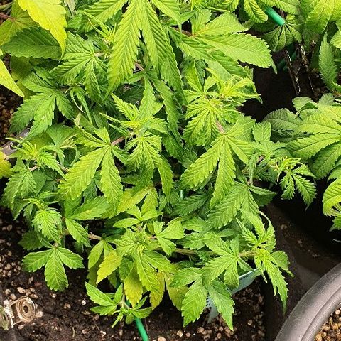 00 seed-Nort.Light-Direct Supersoil-AUTO growlog timeline photo