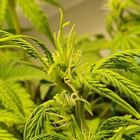 00 seed-Nort.Light-Direct Supersoil-AUTO growlog timeline photo