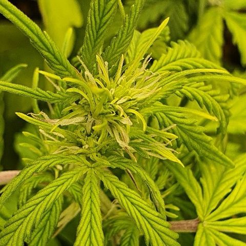 00 seed-Nort.Light-Direct Supersoil-AUTO growlog timeline photo