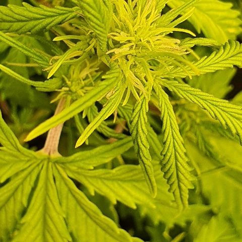00 seed-Nort.Light-Direct Supersoil-AUTO growlog timeline photo