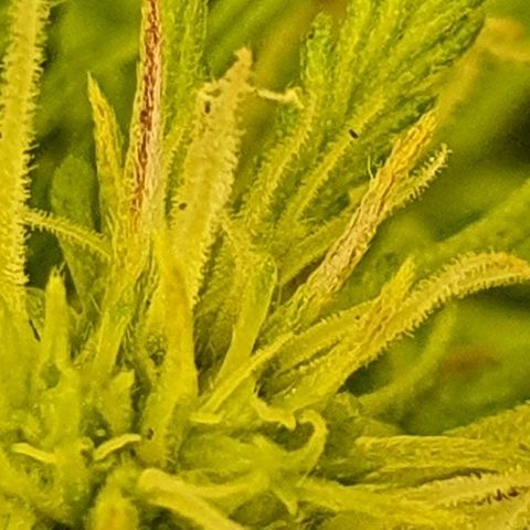 00 seed-Nort.Light-Direct Supersoil-AUTO growlog timeline photo