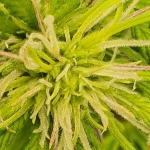 00 seed-Nort.Light-Direct Supersoil-AUTO growlog timeline photo