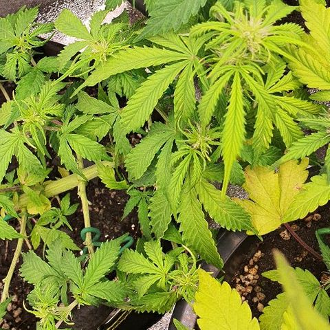 00 seed-Nort.Light-Direct Supersoil-AUTO growlog timeline photo