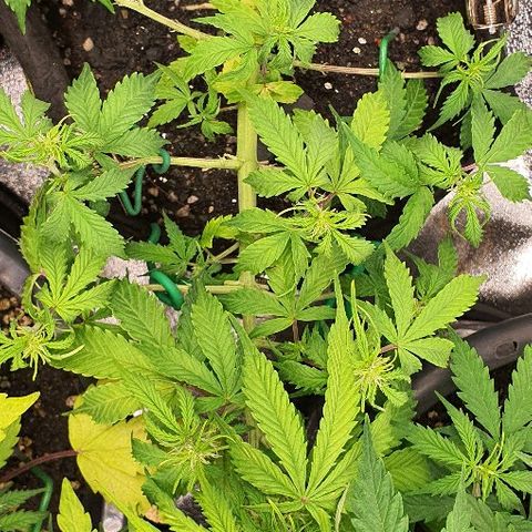 00 seed-Nort.Light-Direct Supersoil-AUTO growlog timeline photo