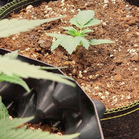 Amnesia Haze Auto-Expert Seed growlog timeline photo