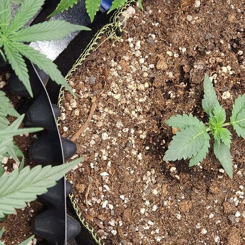 Amnesia Haze Auto-Expert Seed growlog timeline photo