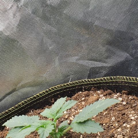 Amnesia Haze Auto-Expert Seed growlog timeline photo
