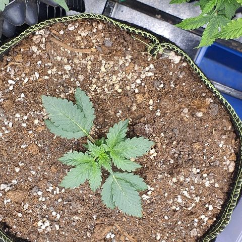 Amnesia Haze Auto-Expert Seed growlog timeline photo