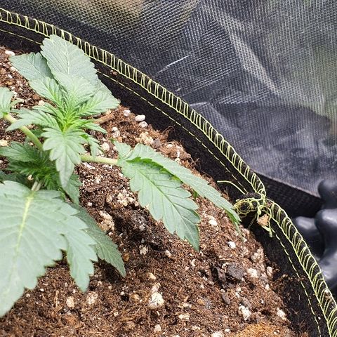 Amnesia Haze Auto-Expert Seed growlog timeline photo