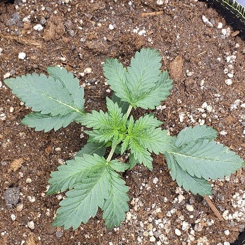 Amnesia Haze Auto-Expert Seed growlog timeline photo