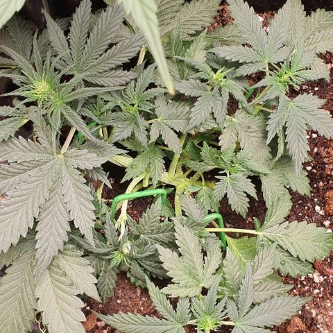 Amnesia Haze Auto-Expert Seed growlog timeline photo