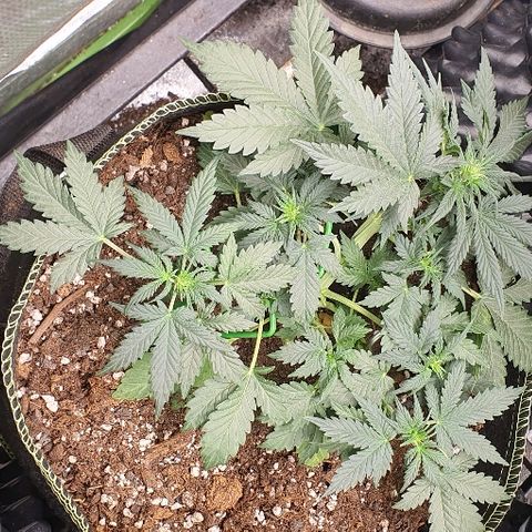 Amnesia Haze Auto-Expert Seed growlog timeline photo