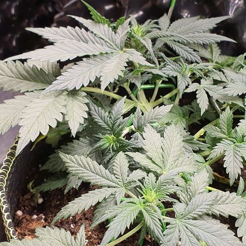 Amnesia Haze Auto-Expert Seed growlog timeline photo