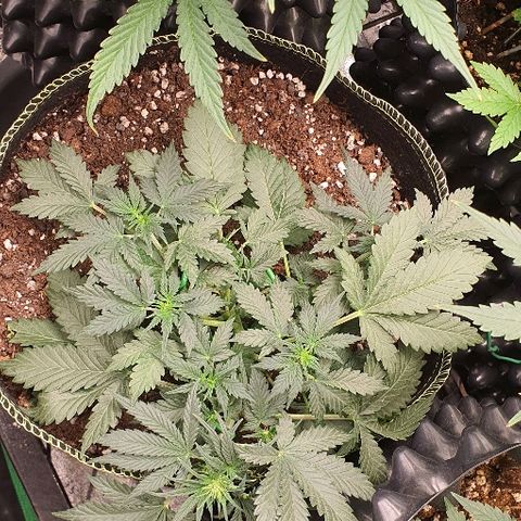 Amnesia Haze Auto-Expert Seed growlog timeline photo
