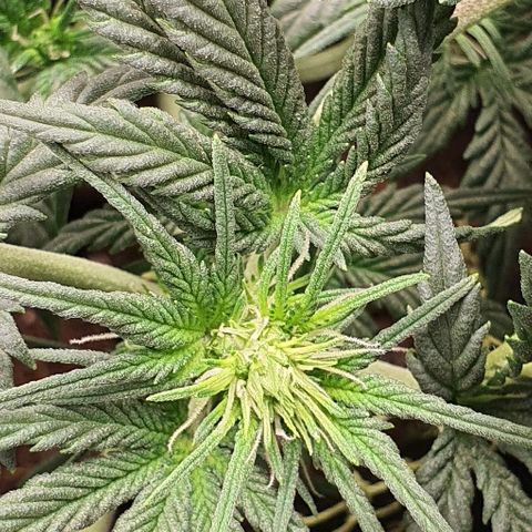 Amnesia Haze Auto-Expert Seed growlog timeline photo