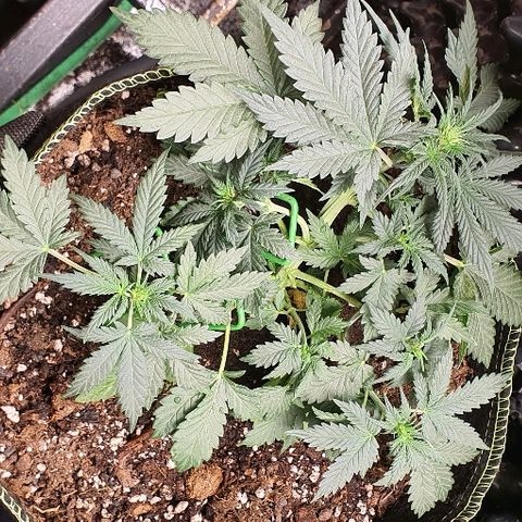 Amnesia Haze Auto-Expert Seed growlog timeline photo