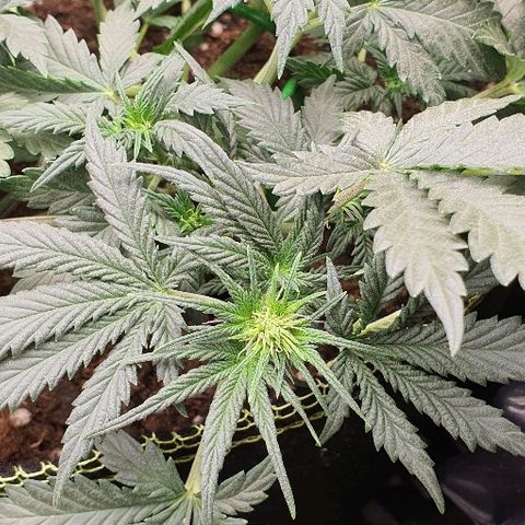 Amnesia Haze Auto-Expert Seed growlog timeline photo