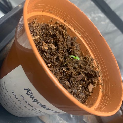 Sunset Sherbet  growlog photo: First sprout 