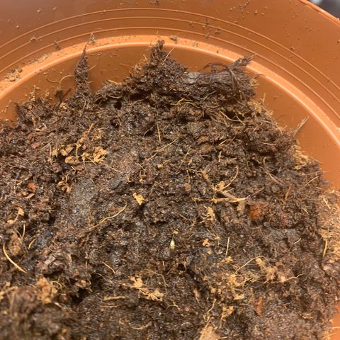 Sunset Sherbet  growlog photo: First sprout 