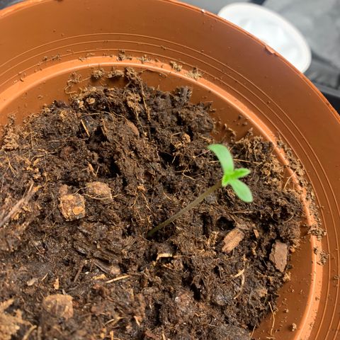 Sunset Sherbet  growlog timeline photo