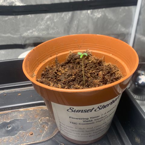Sunset Sherbet  growlog timeline photo