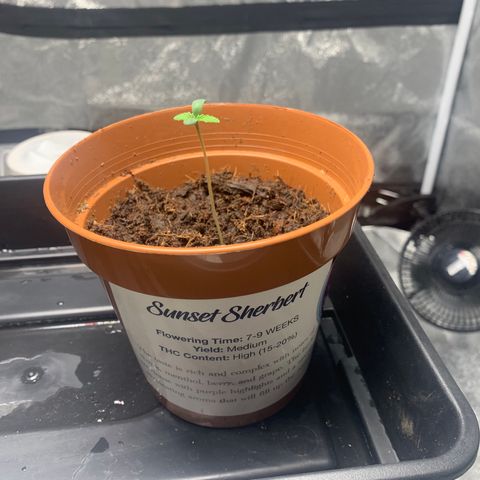 Sunset Sherbet  growlog timeline photo