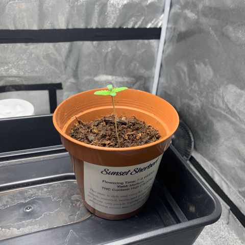 Sunset Sherbet  growlog timeline photo