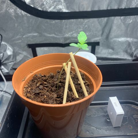 Sunset Sherbet  growlog timeline photo