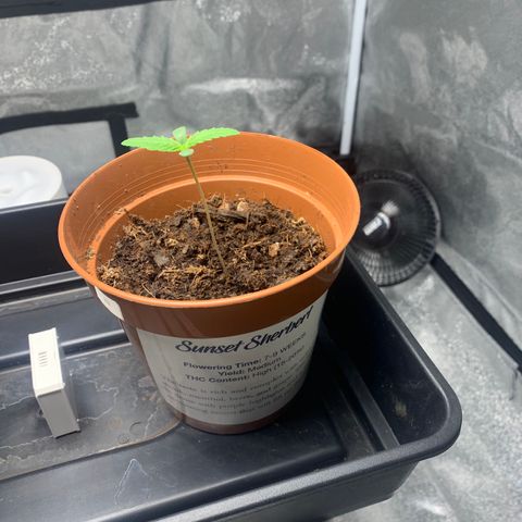 Sunset Sherbet  growlog timeline photo