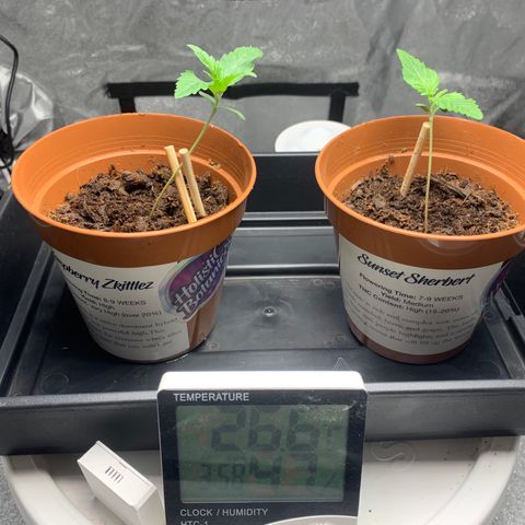 Sunset Sherbet  growlog timeline photo