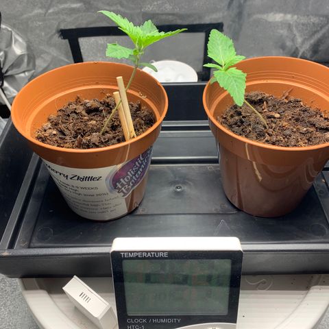 Sunset Sherbet  growlog timeline photo