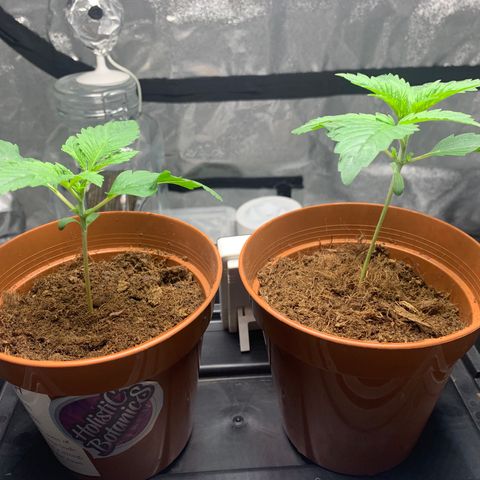 Sunset Sherbet  growlog timeline photo