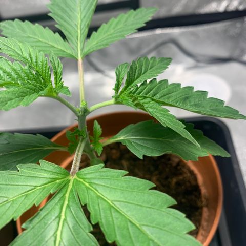 Sunset Sherbet  growlog photo: First topping 