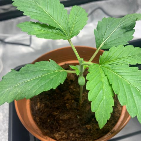 Sunset Sherbet  growlog photo: First topping 