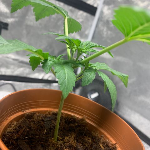 Sunset Sherbet  growlog timeline photo