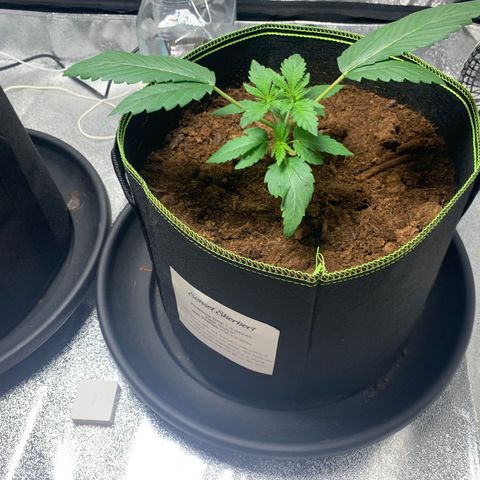 Sunset Sherbet  growlog timeline photo