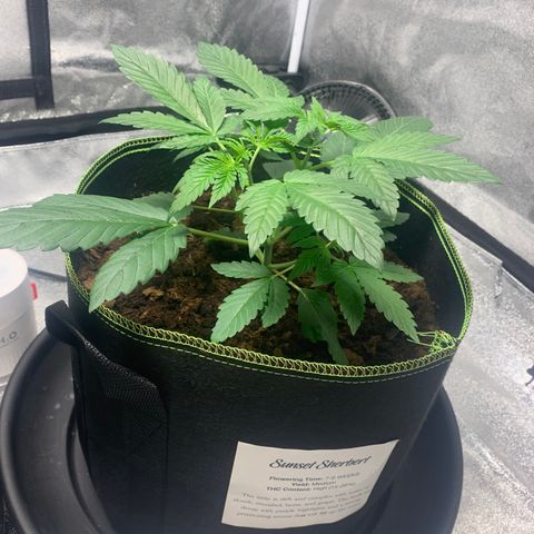 Sunset Sherbet  growlog timeline photo