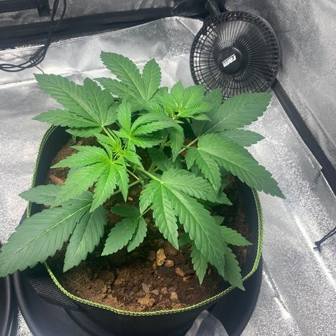 Sunset Sherbet  growlog timeline photo