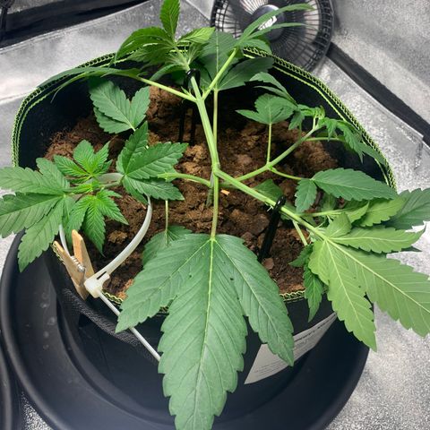 Sunset Sherbet  growlog timeline photo
