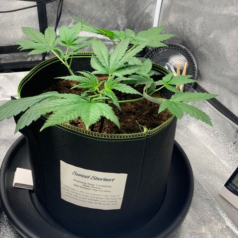 Sunset Sherbet  growlog timeline photo