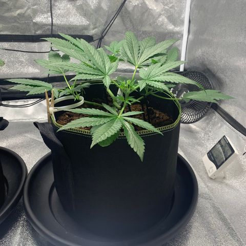 Sunset Sherbet  growlog timeline photo