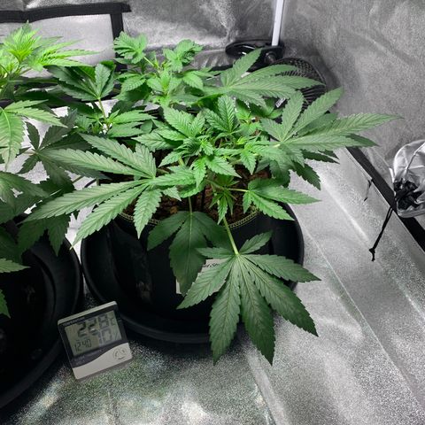 Sunset Sherbet  growlog timeline photo