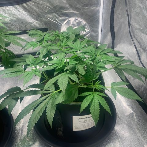 Sunset Sherbet  growlog timeline photo