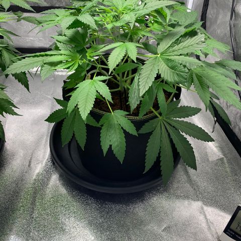 Sunset Sherbet  growlog timeline photo
