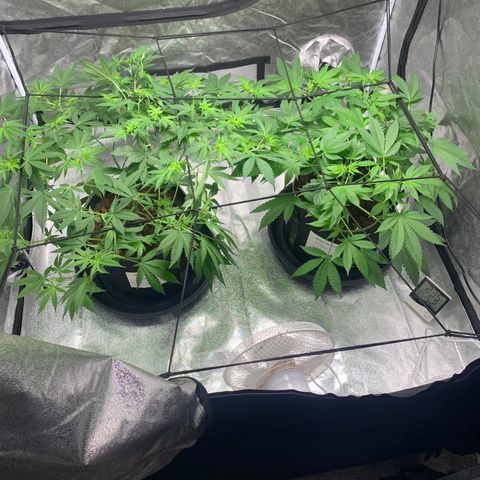 Sunset Sherbet  growlog photo: Scrog added
