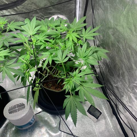 Sunset Sherbet  growlog timeline photo